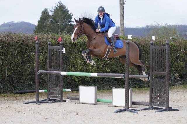 À vendre cheval de 7 ans