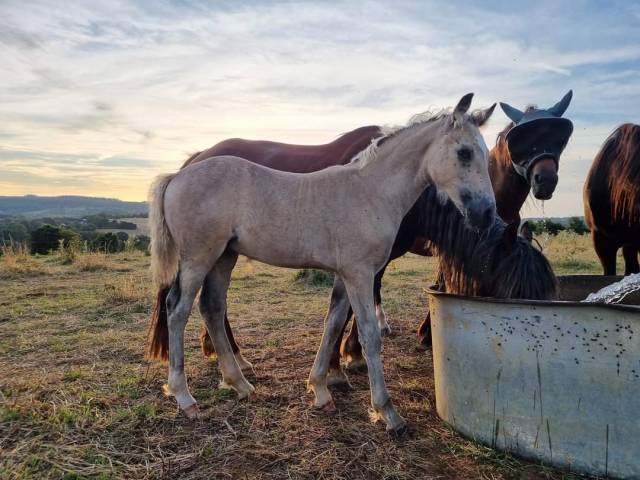 Foal Welsh Cob mâle isabelle 