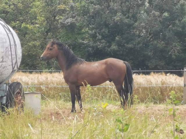 Étalon Welsh cob isabelle 