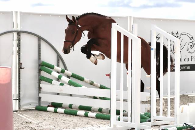 Cheval 2 ans origines obstacle 