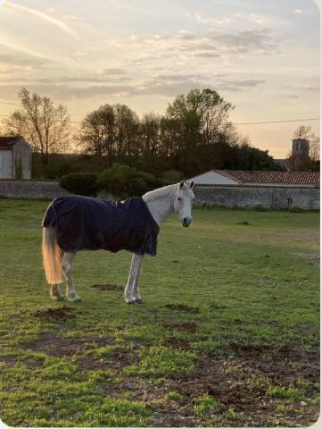 Ponette à la retraite 