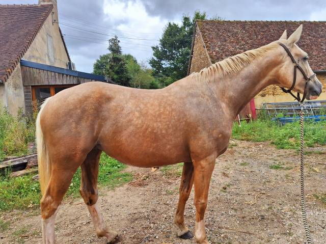 Jument Palomino 5ans