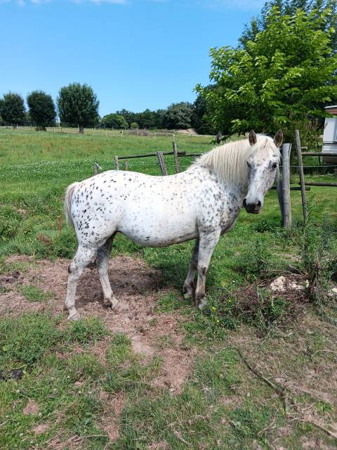 Ponette appaloosa