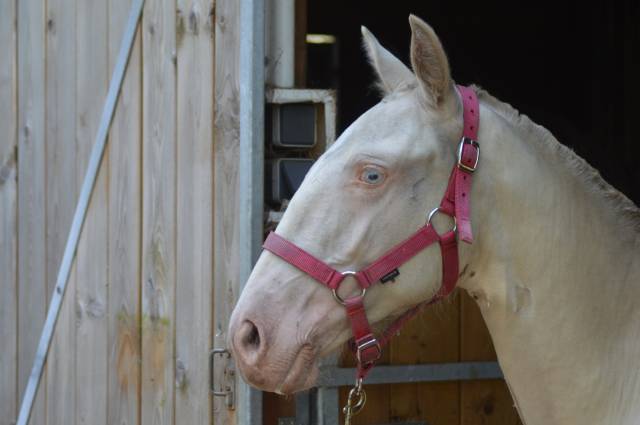 A vendre pouliche pur race lusitanienne de 2ans