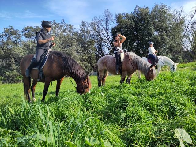 Pension travail du cheval - Chevaux de Sagesse