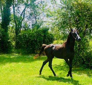 Black Arabian colt 1 year old