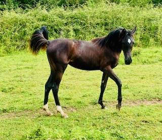 Black Arabian yearling filly