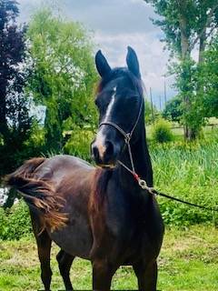 black Arabian filly 2yrs old