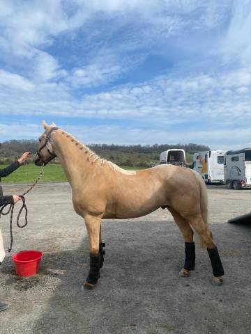 Poney 6 ans D Palomino 893481 Acheter ce poney Equirodi France