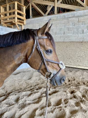 PONEY DE CCE À VENDRE ou À LOUER (contrat 1an minimum)