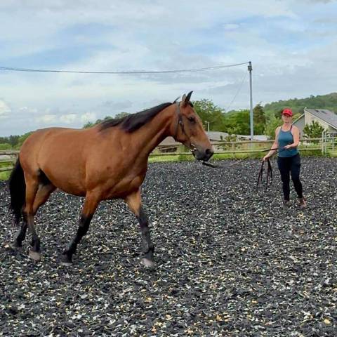 Hongre trotteur français 8 ans 