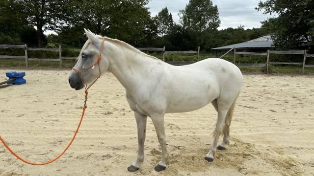 vends jument camarguaise ONC 