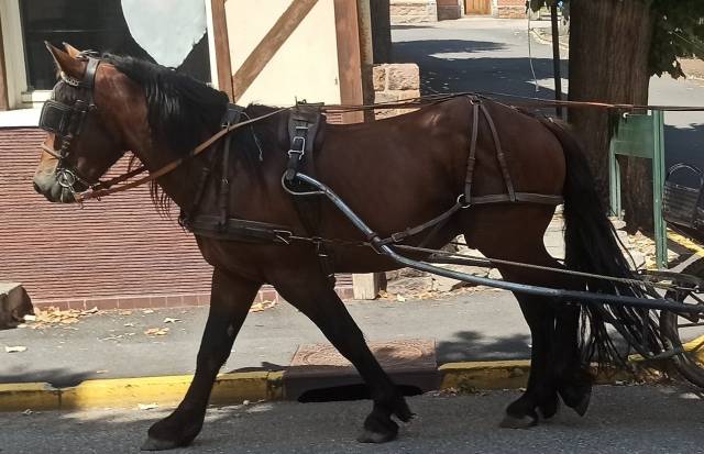 Lili, Cheval hongre, type cheval Auvergne