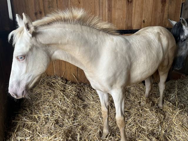 Poulain connemara part bred crème aux yeux bleux