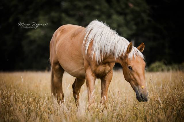 Jeune jument pour l'équitation avec un chic particulier