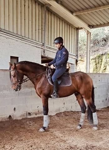 Vende se magnifico cavalo Lusitano ODIN