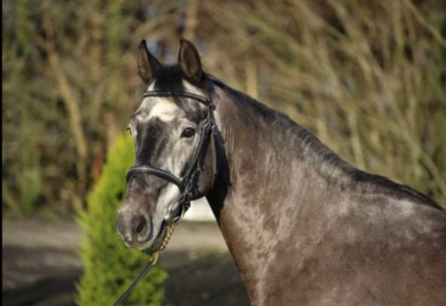 Top cheval d'avenir 