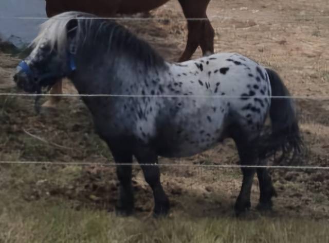 MIni appaloosa entier