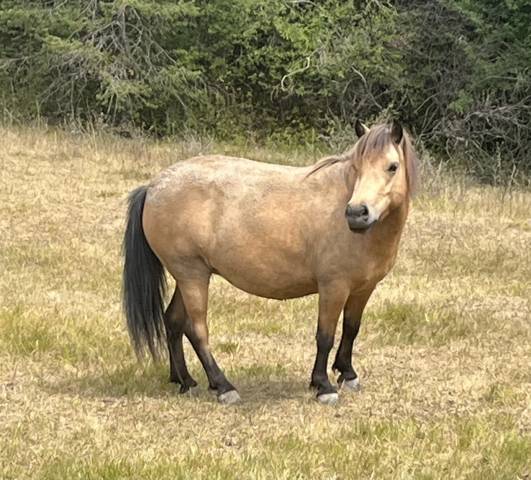 Poney femelle origine constatée 