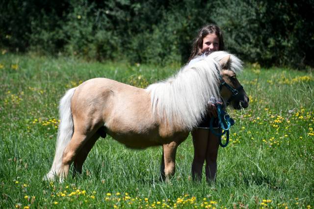 Shetland PP palomino 