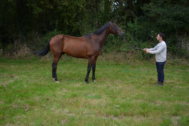 Cheval 5 ans ideal balade loisir chasse