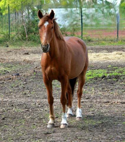 Goji du Tertre, hongre 8 ans, poney OC, taille D (148)