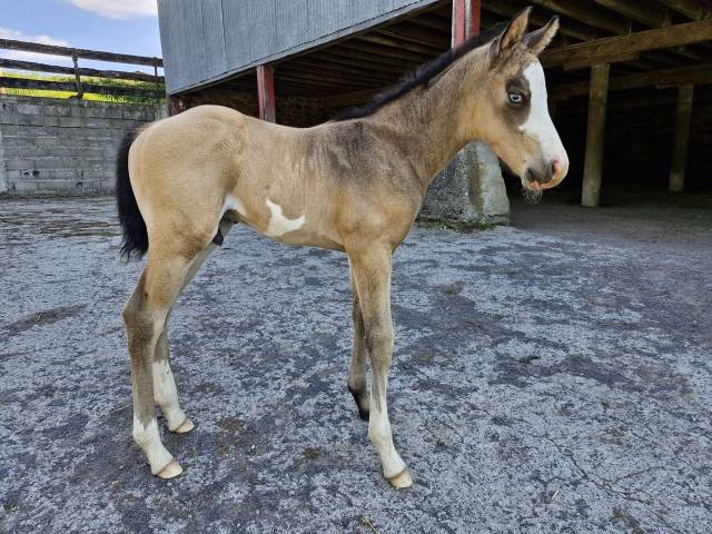 A réservé Er O'zone Smart Olena Paint Horse PP