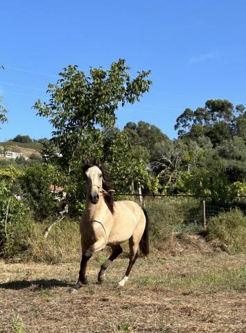 Cheval luso árabe de 4 ans 