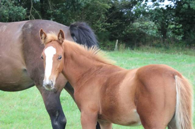 Poulain disponible au sevrage 