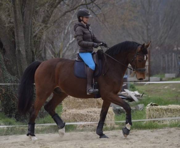 Hongre de dressage KWPN