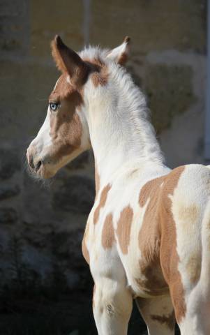 Poulinière Blue Eyes Chance - Smocky Grullo Tovero