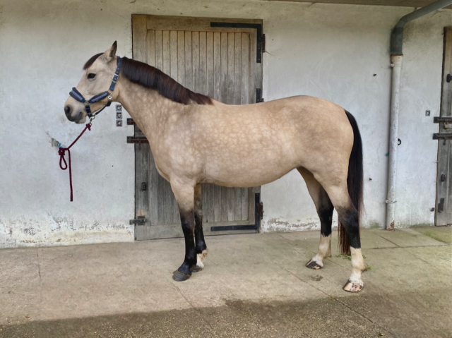 Ponette PFS de 7 ans à LOUER