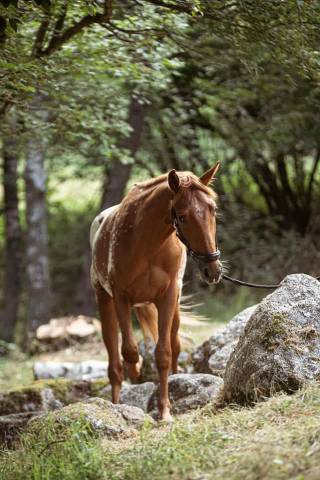 Mystic des Hors 