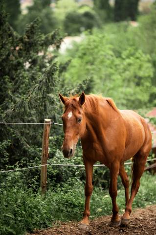 Trotteur français 7 ans