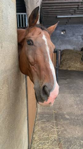 Dp balade/ dressage maisons laffitte