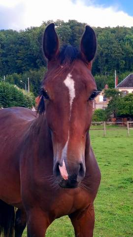 A vendre MACHO D'AUREL  mâle de 2 ans.                 