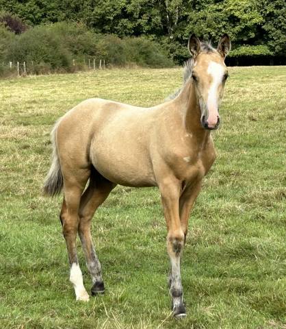 Magnifique foal mâle 