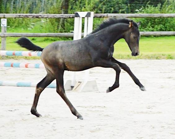 Poulain d’avenir à vendre 