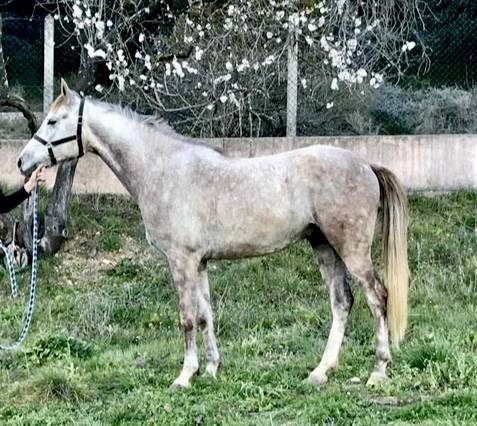 Cheval de sport top origine 5 ans 