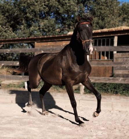 Lusitanien PSL noir pangare entier 896198 Acheter ce cheval Equirodi France