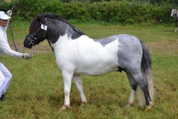 Etalon shetland PP pie blue roan