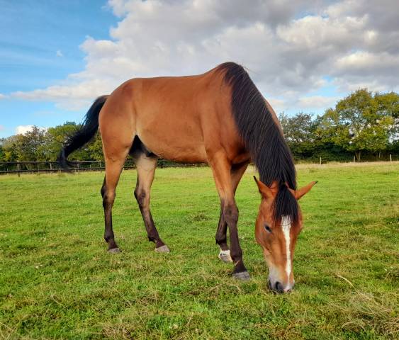 Hongre trotteur, 4 ans, gentil, pour loisir