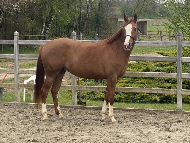 Jument dressage 6 ans bonnes origines pour poulinière