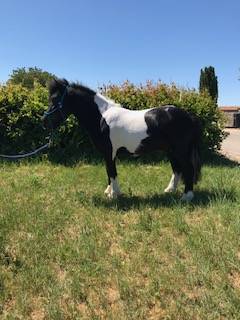 Étalon poney shetland plein papier