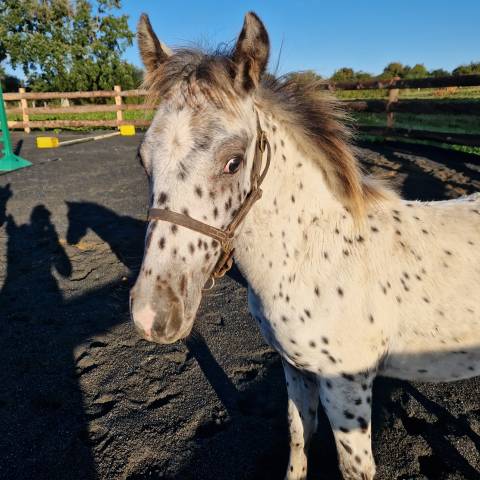 Poney poulain ONC mâle 