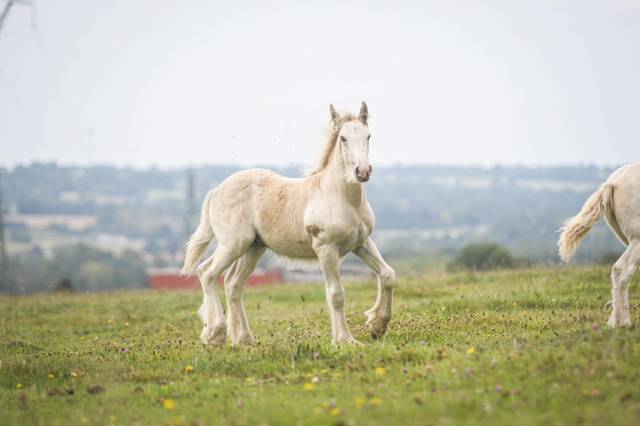 Poulain irish cob PP palomino très doux et facile !