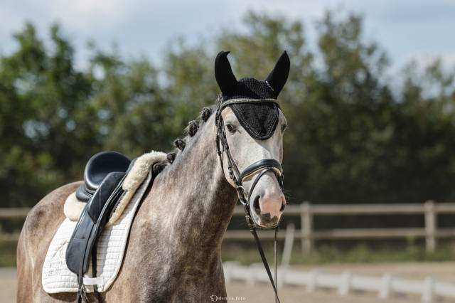 Jument - Dressage - Polyvalente - 3 ans 