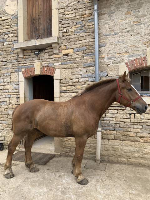 TOP CHEVAL COB NORMAND 