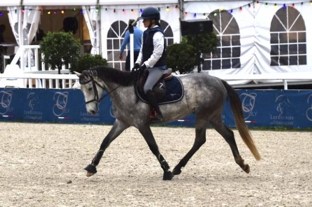 Poney de sport CSO/Hunter 