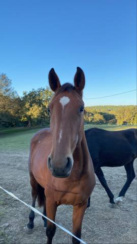 Cheval à confier